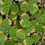 Bright Strawberry Buttons