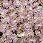 Daisy Plastic Buttons
