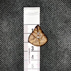 Petite Leaf Button